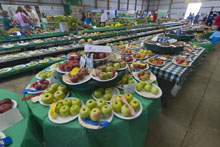 QTVR Produce and Flowers