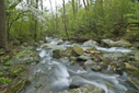 White Oak Canyon Stream