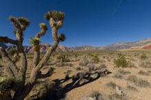 Joshua Tree in Red Rock Canyon QTVR